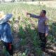 Bhabinkamtibmas Labuapi Dampingi Petani, Gencarkan Program Ketahanan Pangan di Bagik Polak Barat