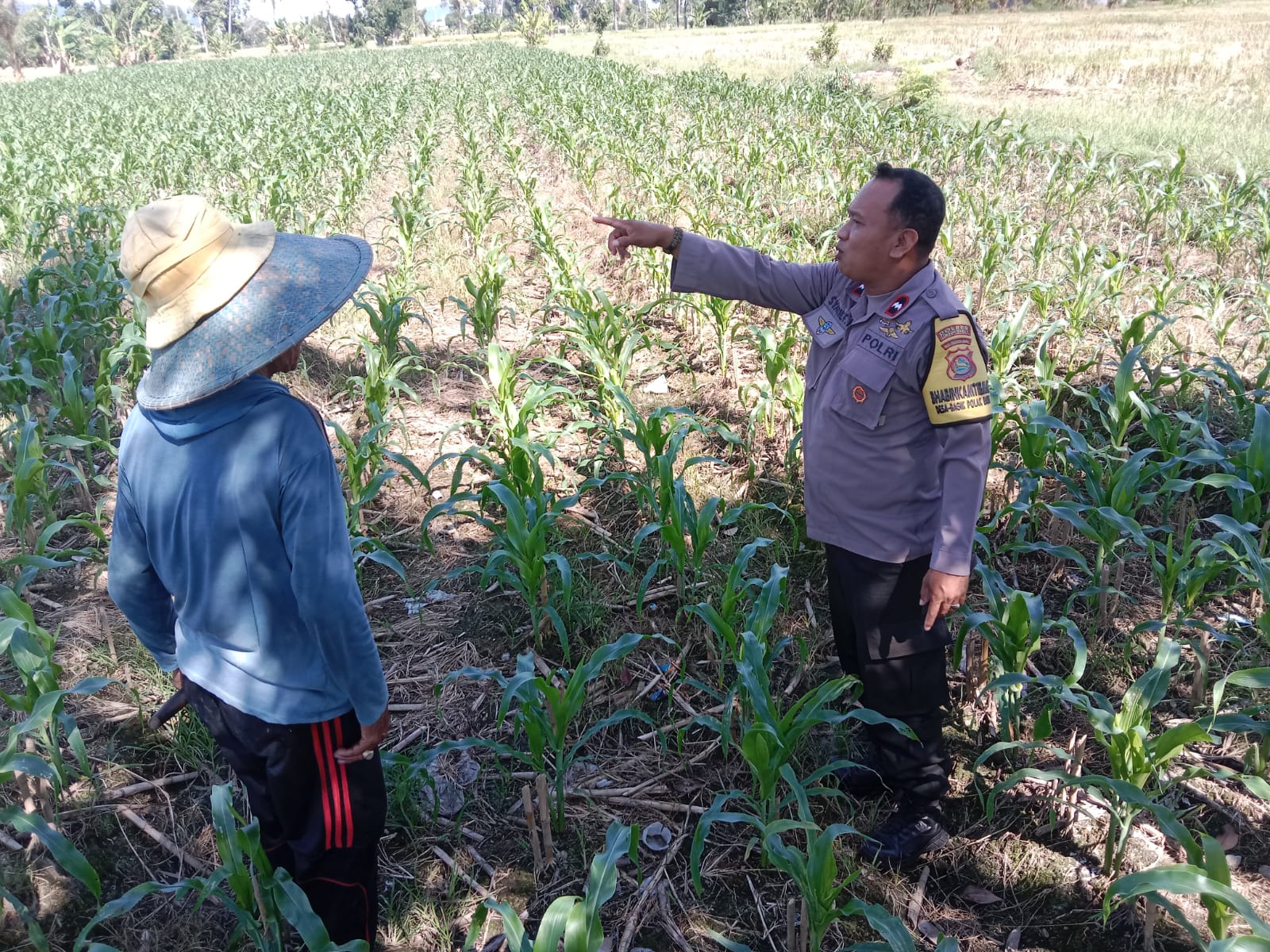 Bhabinkamtibmas Labuapi Dampingi Petani, Gencarkan Program Ketahanan Pangan di Bagik Polak Barat