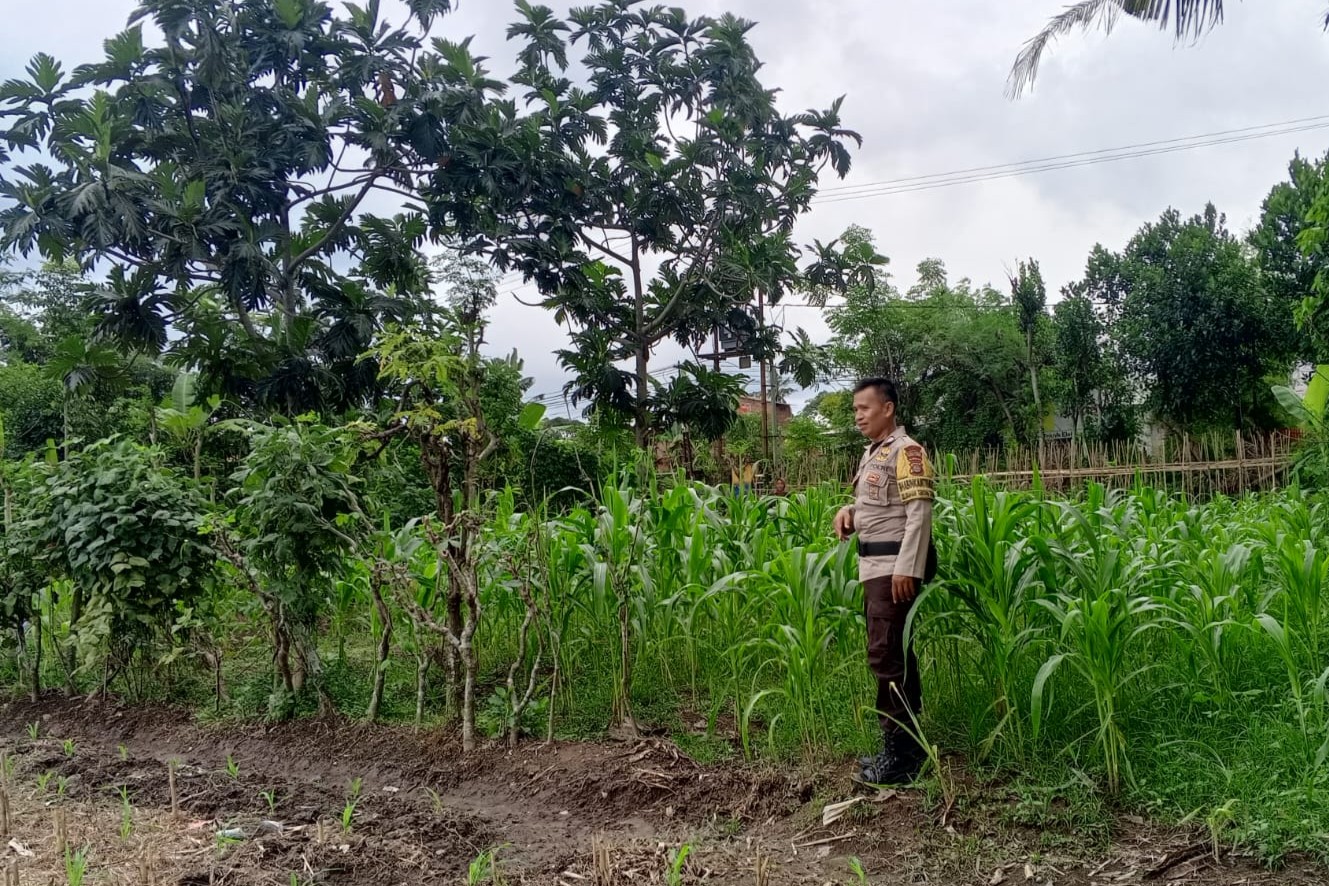 Bhabinkamtibmas Terong Tawah Aktif Dorong Ketahanan Pangan di Tingkat Desa