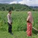 Polsek Lembar Dukung Ketahanan Pangan Lewat Sambang Petani di Sekotong Timur