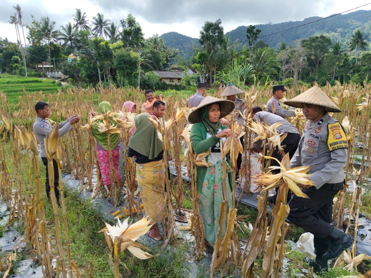 Panen Raya Jagung di Lombok Barat: Sinergi Petani dan Polri