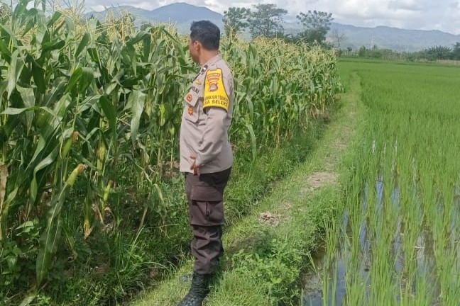 Mitra Tani: Peran Polisi dalam Mewujudkan Pangan Mandiri