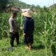 Bhabinkamtibmas Sekotong Dukung Petani Jagung Wujudkan Ketahanan Pangan