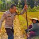 Kunjungan Bhabinkamtibmas Kuripan Utara, Ajak Petani Dukung Ketahanan Pangan Nasional