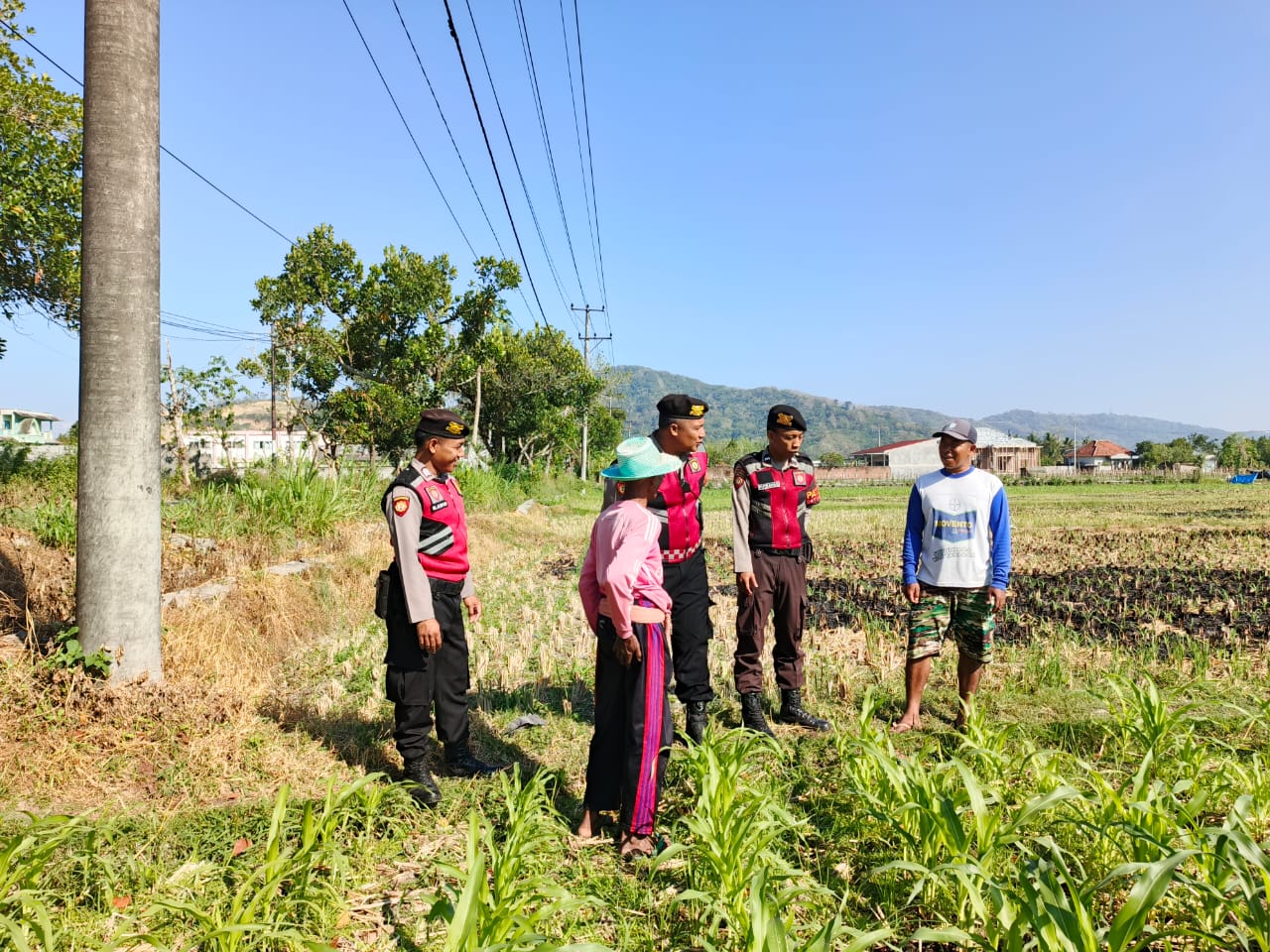 Polri Hadir Bantu Petani Jagung Wujudkan Swasembada di Lombok Barat