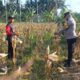 Panen Jagung di Dusun Lilin, Polsek Gerung Perkuat Sinergi dengan Petani