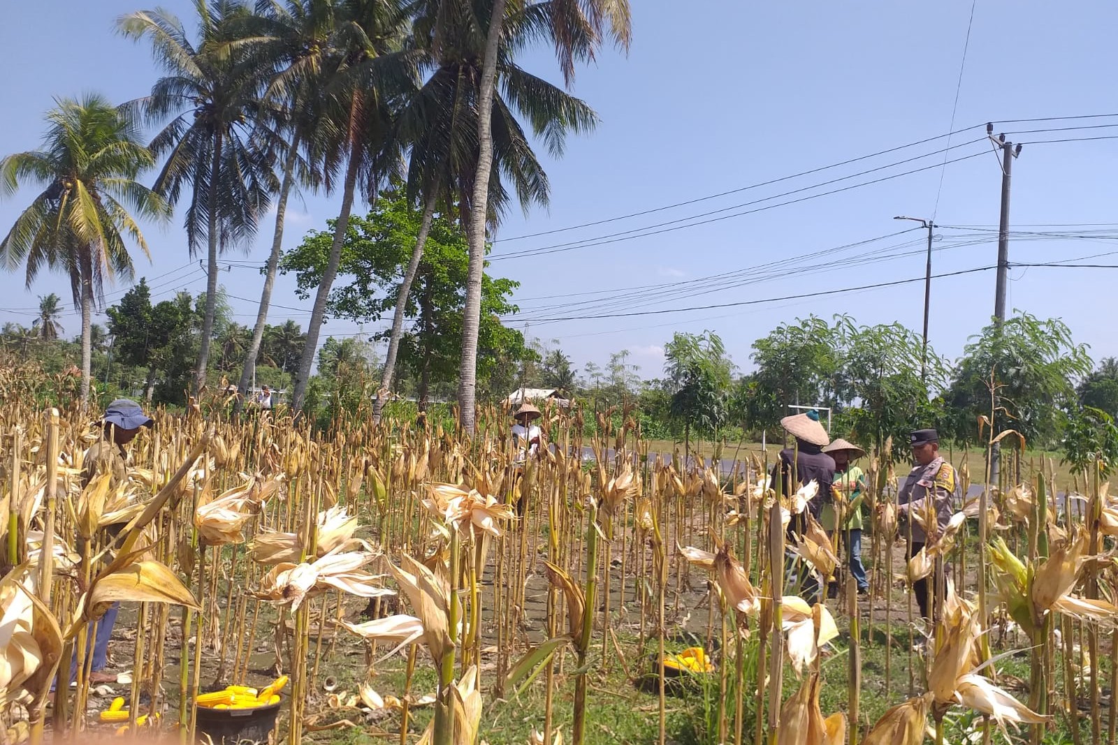 Sinergi Polisi dan Petani pada Panen Jagung Hibrida di Dusun Berambang, Lombok Barat