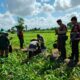 Polres Lombok Barat Turun ke Sawah, Pastikan Produktivitas Jagung di Gerung Terjaga
