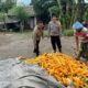 Polsek Labuapi Bantu Petani Amankan Harga Panen Jagung ke Bulog