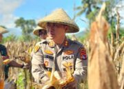Panen Raya Jagung di Lembar: Kolaborasi Polri dan Masyarakat