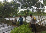 Polsek Kediri Aktif Dampingi Petani Wujudkan Kemandirian Pangan