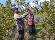 Polri dan Petani Gapuk Bersatu Jaga Ketahanan Pangan NTB