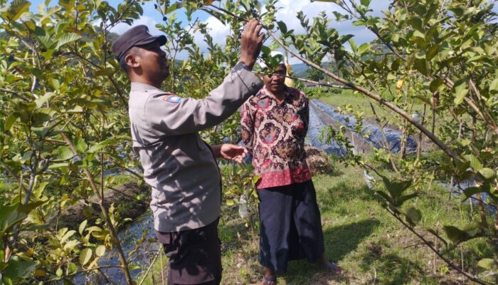 Polri dan Petani Gapuk Bersatu Jaga Ketahanan Pangan NTB