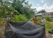 Sinergi Polisi dan Warga Gelogor Wujudkan Kemandirian Pangan Keluarga