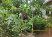 Polsek Gerung Dorong Mandiri Pangan Warga Desa Suka Makmur