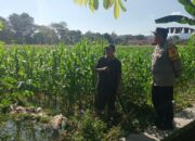 Motivasi Petani, Polisi di Gerung Sambangi Lahan Jagung Warga Binaan