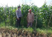 Jagung Manis Jadi Simbol Ketahanan Pangan Desa Jagaraga