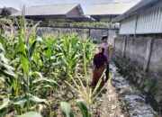 Warga Labuapi Diajak Manfaatkan Lahan Kosong untuk Tanaman Pangan