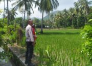 Sinergi Petani dan Polisi di Sekotong, Kunci Swasembada Pangan