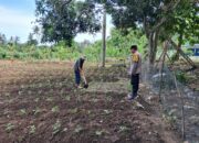 Bhabinkamtibmas Aktif Edukasi Pertanian Rumah Tangga di Sekotong