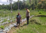 Lahan Kosong Jadi Solusi Swasembada Pangan di Sekotong