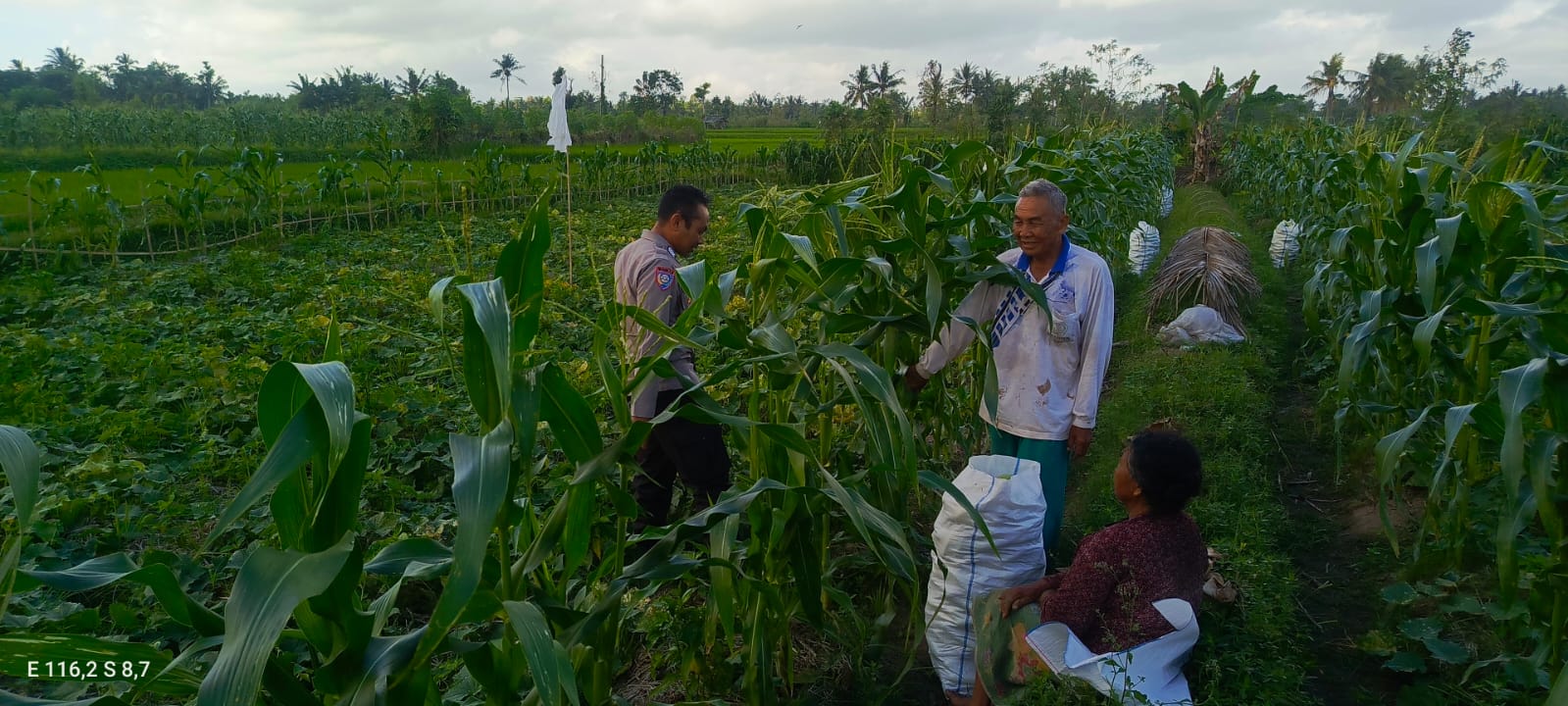 Kuripan Utara Siapkan Pola Tanam Adaptif di Musim Tak Menentu