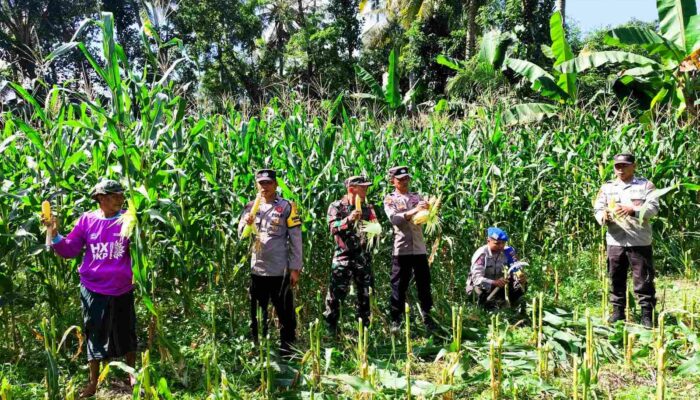 Kolaborasi TNI-Polri dan Petani, Panen Raya Jagung Sukses Digelar di Kuripan