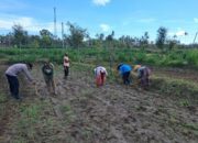 Ketahanan Pangan Dimulai dari Desa Pelangan, Lombok Barat