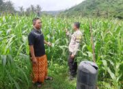Pendampingan Polri di Dusun Jelateng, Jagung NTB Siap Panen