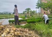 Dukung Petani Lokal, Bhabinkamtibmas Sambangi Sawah di NTB