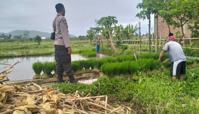 Dukung Petani Lokal, Bhabinkamtibmas Sambangi Sawah di NTB