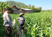 Kunjungan Humanis Bhabinkamtibmas Sekotong Timur Dorong Produksi Jagung