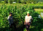 Dukung Petani, Polisi di Lembar Pantau Lahan Jagung Warga