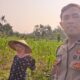 Program Ketahanan Pangan Diperkuat Lewat Kunjungan Polsek Lembar ke Petani