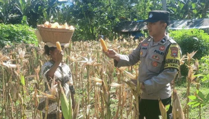Dukung Swasembada Pangan, Bhabinkamtibmas Desa Taman Baru Sapa Petani