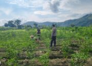 Inisiatif Polsek Lembar Perkuat Sektor Pertanian di Desa Binaan