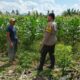Polres Lombok Barat Dorong Ketahanan Pangan Desa Jembatan Gantung