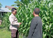 Dukung Ketahanan Pangan, Bhabinkamtibmas Sambangi Petani di Lembar