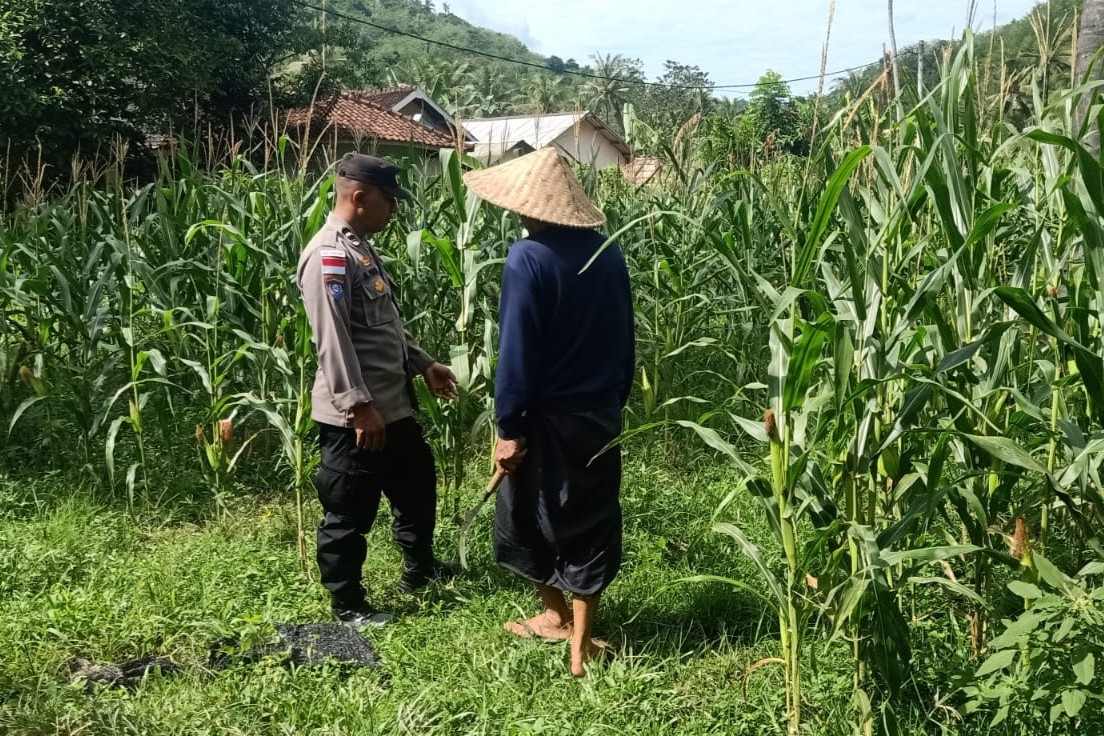 Bhabinkamtibmas Sekotong Dukung Petani Jagung Wujudkan Ketahanan Pangan