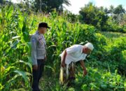 Polri Turun ke Lahan Jagung di Mareje Timur, Dorong Ketahanan Pangan