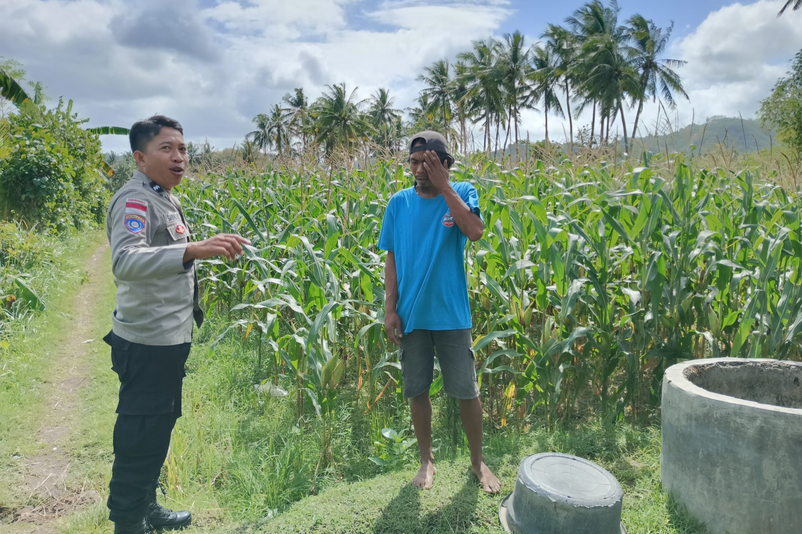 Perkuat Ketahanan Pangan, Polisi Bina Petani Jagung di Sekotong