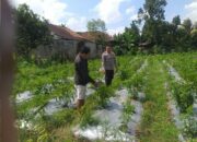 Sosialisasi Ketahanan Pangan oleh Bhabinkamtibmas Jagaraga Disambut Antusias Warga