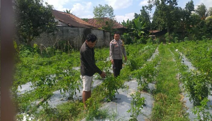 Sosialisasi Ketahanan Pangan oleh Bhabinkamtibmas Jagaraga Disambut Antusias Warga