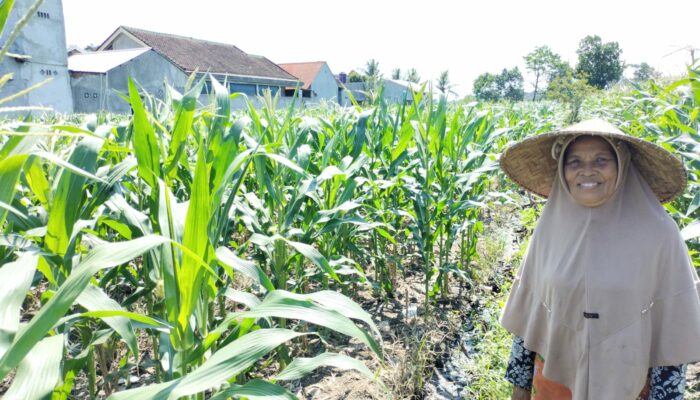 Polsek Labuapi Aktif Dukung Ketahanan Pangan Berbasis Pekarangan