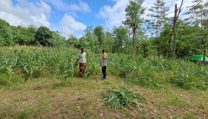 Warga Desa Pelangan Didorong Tanam Sayur: Upaya Ketahanan Pangan Lokal