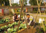 Desa Kuripan Utara Bangun Ketahanan Pangan Lewat Kolaborasi KWT dan Polri