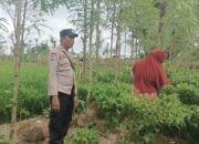 Dari Ombe Baru untuk Indonesia Emas 2045: Panen Cabai dan Pesan Ketahanan Pangan