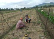 Polsek Kuripan Dorong Inisiatif Pangan Lokal Lewat Sosialisasi ke Warga Desa Jagaraga