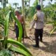 Ketahanan Pangan Diperkuat, Polres Lombok Barat Turun ke Ladang