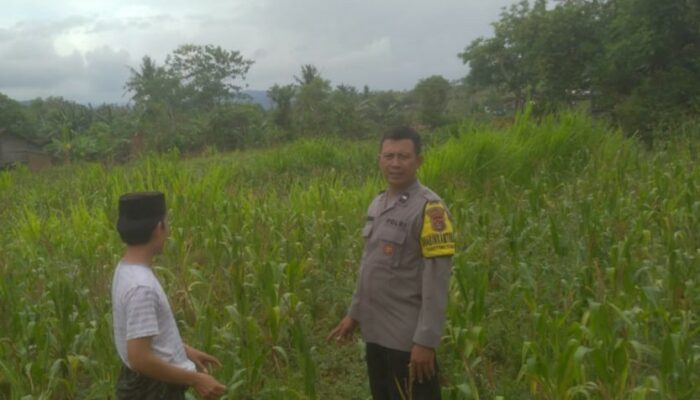 Kolaborasi Kamtibmas dan Ketahanan Pangan di Sekotong Tengah Terus Ditingkatkan